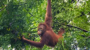 Wild Men of Borneo, Sabah